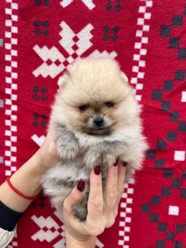labrador psi: Dostupni prelepi štenci pomeranaca. Strucno odgajani uz nadzor — 1