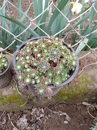 fotelje za terasu: Sukulenti u saksijama – više vrsta - Sedum (različite sorte) — 10