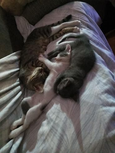 Beba i Bata imaju 2,5 mesca, naviknuti na posip vrlo rano, traze dom i