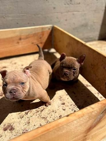 njuškalo psi pekinezeri na poklon: American bully exzotik-mikro štenci American bully exzotik-mikro sa — 5