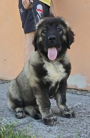 parenje pasa: Kavkaski ovčar vrhunski štenci Odgajivačnica Petar Veliki FCI 4469 sa — 4