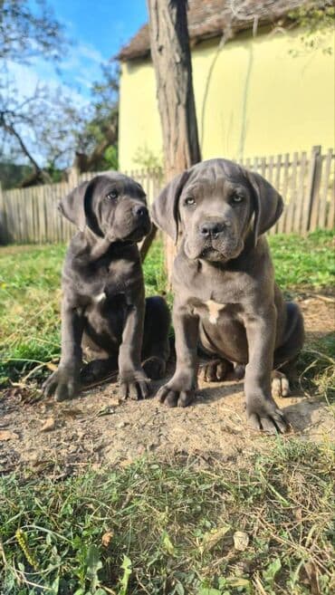 Psi: Prodajemo štence CANE CORSO vhunskog izložbenog kvaliteta sa — 1