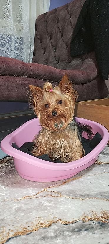 psi na poklon zrenjanin: Jorkširski terijeri – leglo štenaca majka kilo i po otac 980 gr — 3