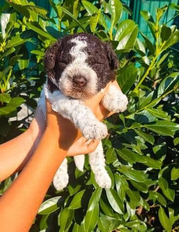 Psi: Lagotto Romagnolo štenci Odgajivačnica "Bellgotto" 7522 sa — 3