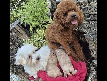 boston terijer cena: Maltipoo štenci, prelepe bebe Na prodaju prelepi štenci maltipoo — 7