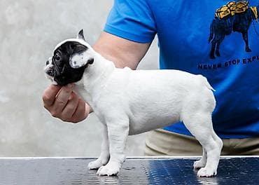 plavi francuski buldog cena: VRHUNSKI FRANCUSKI BULDOZI-Rezervacije u toku.Iz odgajivačnice — 3