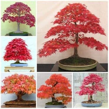 mini motorne testere: Sakura Bonsai mini japanska trešnja seme
Cena: 650din/5 semenki — 1