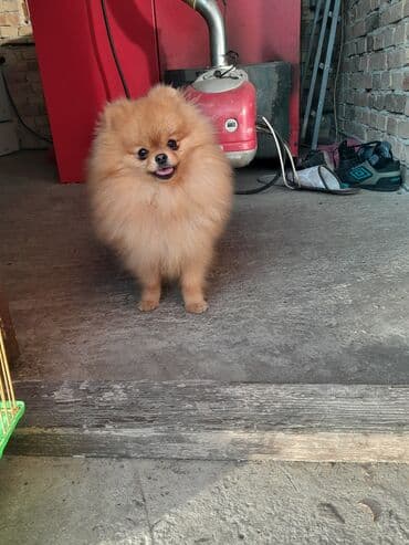 psi kupujemprodajem: Pomeranac muski star 10 meseci — 5
