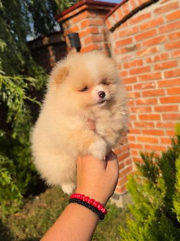 sterilisane macke na poklon: Teddy bear pomeranci, dve sestre, spremne su za preuzimanje. Bogato — 2