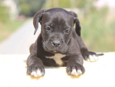Psi: Cane Corso štenci dostupni za rezervaciju! U ponudi imamo tri — 13