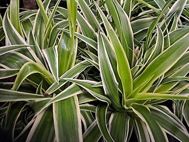 forma ideale spavace sobe akcije: Yucca, Drvo Života, 140 centimetara visina, dva stabla iz saksije sa — 8