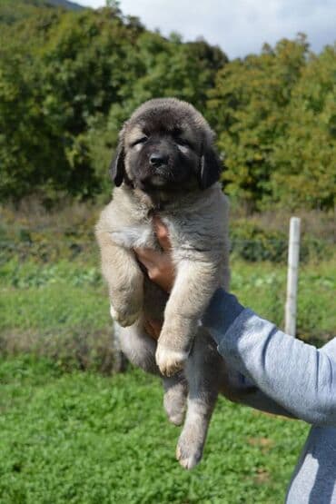 Životinje: Odgajivačnica "Joxateam kennel" prodaje štenad Kavkaskog ovcara od — 4