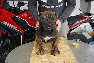 Psi: Sa ponosom predstavljamo vrhunske štence rase Južnoafrički mastif – — 6