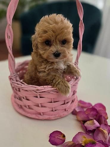 Preslatki maleni MALTIPOO stenci, spremni su za preuzimanje. Jako