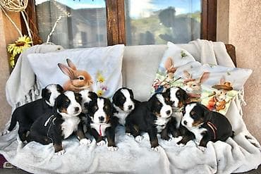 psi na poklon cacak: Bernski planinski pas Najbolji pas za porodicu spremni za rezervaciju — 1