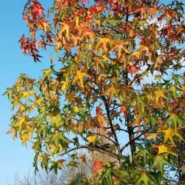 Sušilice: Javor – Liquidambar styraciflua (slatki gumijevac) – sadnice - — 4