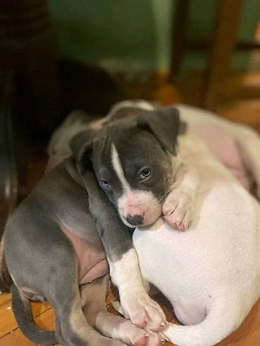 american bully prodaja: American bully štenci – vrhunski kvalitet Na prodaju tri prelepe ženke — 6