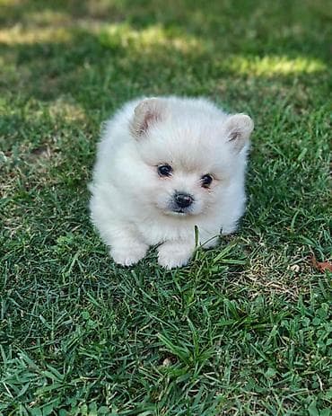 akita americka: Nemački špic, štenci bele boje, sitne građe, oba pola. Oštenjeni — 3