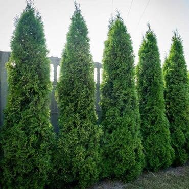 stalak za kapsule dolce gusto ikea: Čempres/tuja u saksiji – idealna za žive ograde i ukrašavanje dvorišta — 2