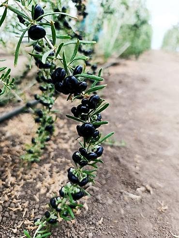 pecka na plin: Sveže ubrane bobice crne goji (Black Goji – Lycium ruthenicum) - — 3