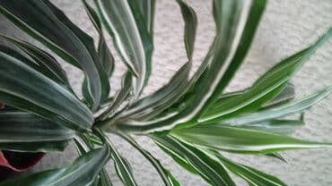 iznajmljivanje agregata beograd: Dracena White Bird, Compacta, Golden Coast, lepe, kvalitetne biljke — 1