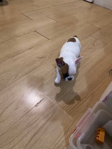 Glodari: Stene 3 meseca stara, zenka, uredno vakcinisana, cistokrvna, voli decu — 4