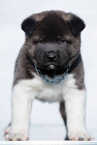 poklon psi: Američka Akita štenci Odgajivacnica TOP WINNER PUPPY sa ponosom — 2