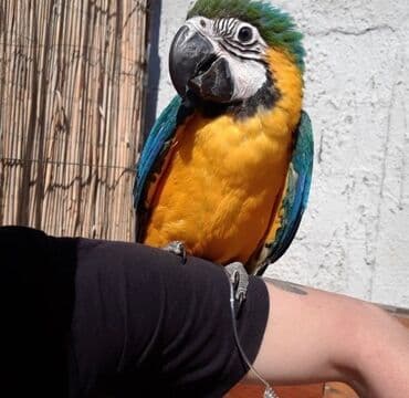 Glodari: Povodci za papagaje – sigurnost, sloboda i poverenje u jednom! — 2