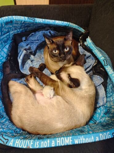 Cats: Dostupno sijamsko mače muškog pola, naviknuto na kućne uslove, naučeno — 9