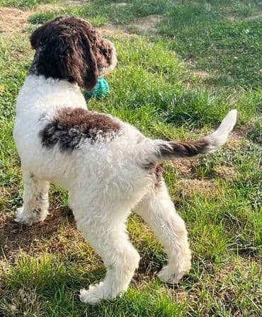 golubovi kupujem prodajem 2 strana: Nasa odgajivacnica lagotto romagnolo pasa A GANG OF LAGOTTA FCI 7244 — 9