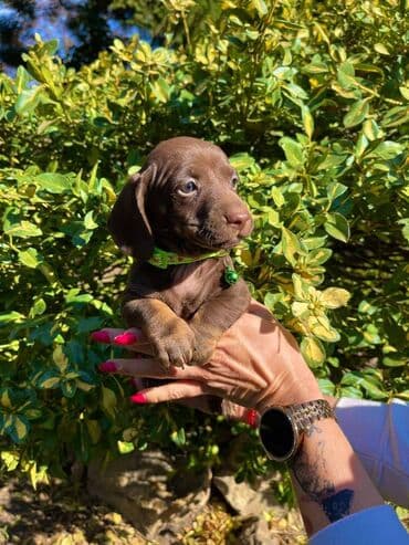 egzoticne ptice prodaja: Odgajivacnica pasa "Happy Puppies" ima u ponudi patuljaste jazavicare — 8