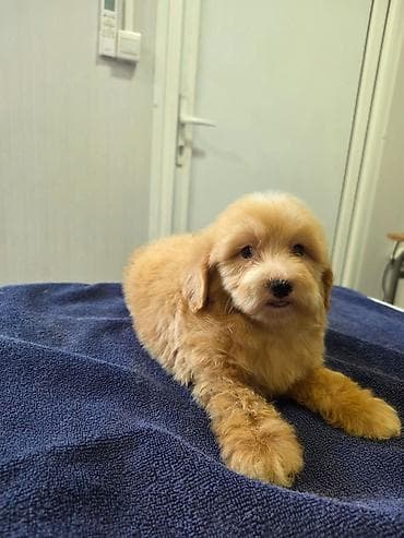 maltezer mali: Prelepi Maltipoo štenci Na prodaju štenci MALTIPOO Vakcinisani i — 5