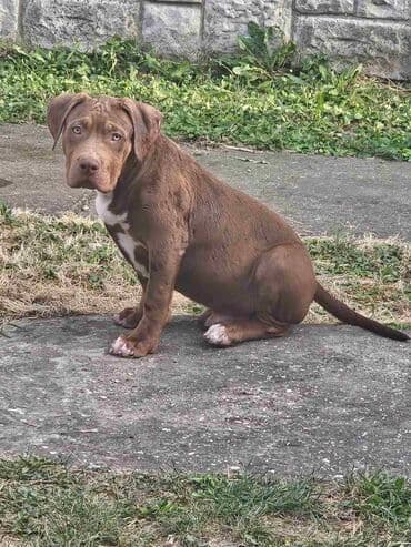 Životinje: Vrhunski štenci American Bully XL dostupni za prodaju. Krvna linija — 8
