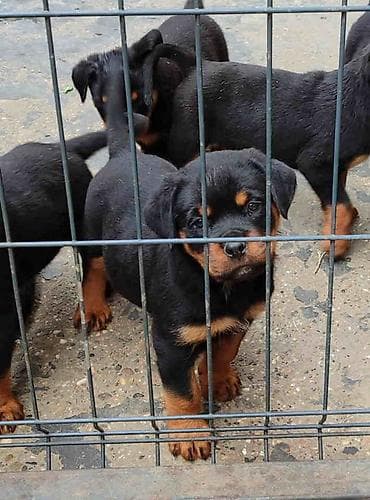 psi na poklon pancevo: Prelepa štenad Rotvajlera, 2 meseca starosti. Izuzetan karakter i — 6
