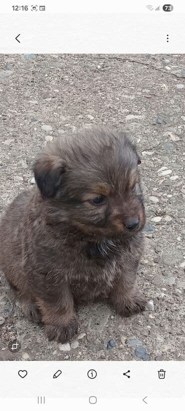 drveni kavezi za ptice: Štenci mešanca – šarmantni mali medvedići - Leglo preslatkih štenaca — 5