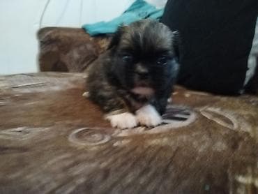 nimfa papagaj cena: Štenci malog rasta – pahuljaste maze - Dva šteneta sitne građe — 3