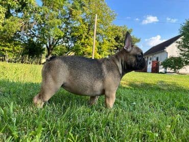 francuski buldog plavi cena: Stenci francuskog buldoga oba pola stari tri meseca spremni za — 2