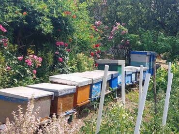 10 kosnica bez nastavaka, Sopot. Red košnica za pčelarstvo, idealan za — 1