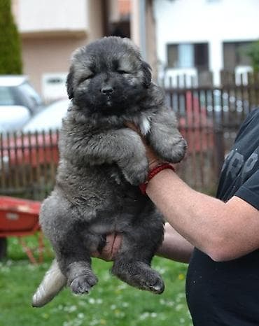 psi na poklon zrenjanin: Kavkaski ovčar štenci Na prodaju štenci kavkaskog ovčara vrhunskog — 3