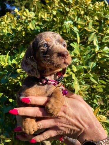 egzoticne ptice prodaja: Odgajivacnica pasa "Happy Puppies" ima u ponudi patuljaste jazavicare — 4