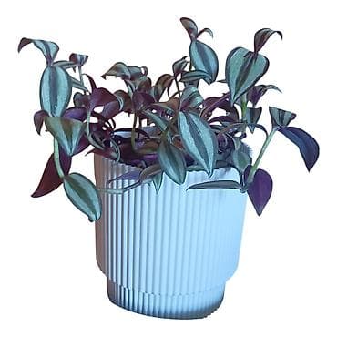 luster za dnevnu sobu: Tradescantia zebrina (vahinija) u dekorativnoj saksiji fi 13cm - — 2