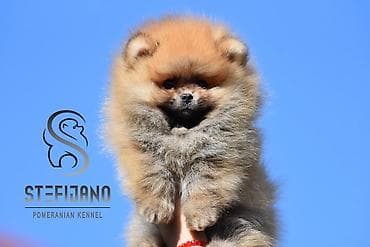 mali psi za stan cena: Pomeranac Boo. Čistokrvni štenci pomeranca,vrhunskog porekla — 4