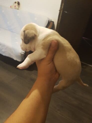 Cats: Stene staforda - Starost: mesec dana ženka samo danas 60e poslednja — 6