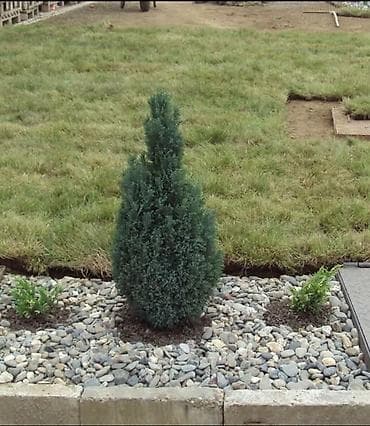 sadnice hrasta cena: Lovor višnja – sadnice u saksiji - Zimzelene sadnice Prunus — 6