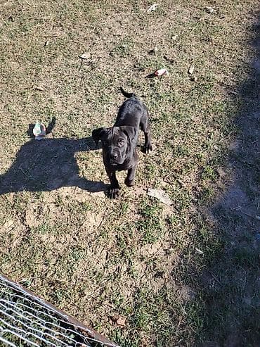 Psi: Štene cane corso Ženka, stara 2 ipo meseca Očišćenje od parazita i — 2