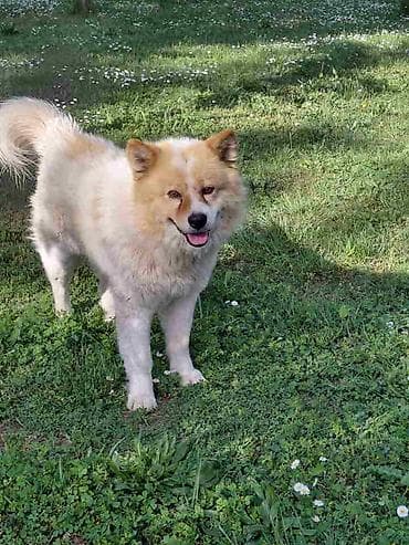 akvarijum sa ribicama: Poklon - Mešanac akita inu i samojeda, star 2 godine, trazi svoj — 3