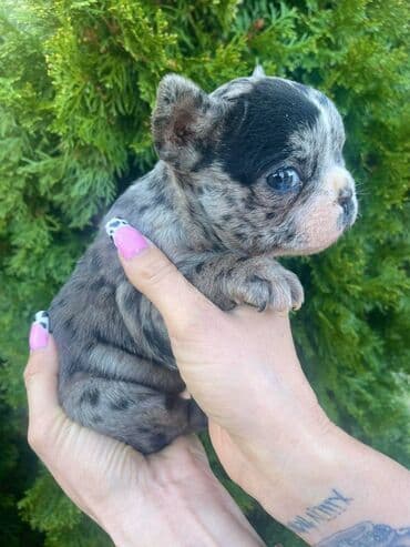 francuski buldog plavi cena: Odgajivacnica "Happy Puppies" ima u ponudi prelepe stence francuski — 1