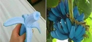 Cena 650din/50 semenki. Plava banana je stvarna. Plava Java je na lalafo.rs Cena 650din/50 semenki. Plava banana je stvarna. Plava Java je