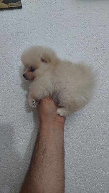 njuškalo psi na poklon labradori: 🐻🧸💎#pomeranianboo #pomeranian #pomeranianlove #pomeraniansoftiktok — 6