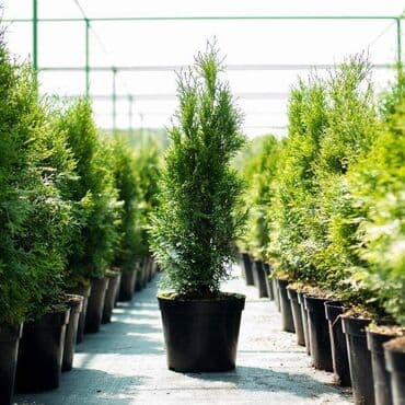 stalak za kapsule dolce gusto ikea: Čempres/tuja u saksiji – idealna za žive ograde i ukrašavanje dvorišta — 1